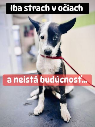 ❗️BUDÚCNOSŤ TOHTO ÚTULKU JE NEISTÁ🥺❗️ ❌❌❌❌❌❌❌❌❌❌❌❌❌❌❌❌❌❌❌❌❌❌ ZVIERATÁ V MICHALOVCIACH DENNE PRICHÁDZAJÚ O VŠETKO, ZOSTÁVA...