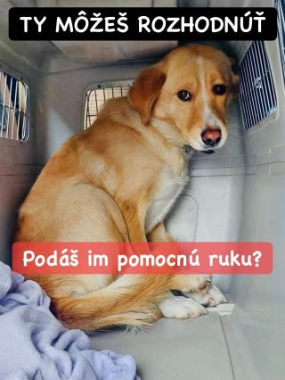 ❗️ANI PO TROCH ROKOCH SA NEDOČKALI 😱😱😱❗️ ❌❌❌❌❌❌❌❌❌❌❌❌❌❌❌❌❌❌❌❌❌❌ ÚTULKÁČI V NITRE SÚ STÁLE BEZ POMOCI ❗️ Nemajú už vôbec...