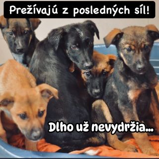 ❗️ŠTENIATOK PRIBÚDA, KRMIVA UBÚDA 🥺❗️ ❌❌❌❌❌❌❌❌❌❌❌❌❌❌❌❌❌❌❌❌❌ Desiatky psíkov vrátane množstva zachránených šteniatok čaká v...