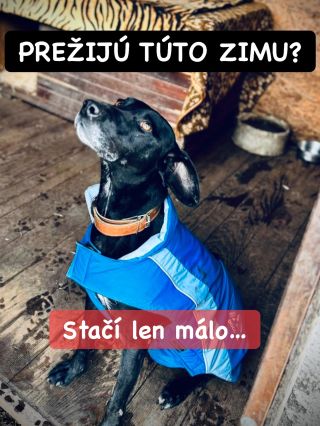 NA ZIMU ICH NESTÍHAME ZACHRÁNIŤ VŠETKÝCH 😭❗️ ❌❌❌❌❌❌❌❌❌❌❌❌❌❌❌❌❌❌❌❌❌❌ Na známosť sa dáva, že aj útulok v Považskej má veľký...