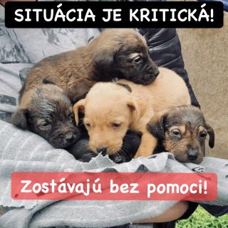 ❗️SITUÁCIA TOHTO ÚTULKU JE UŽ KRITICKÁ 😱❗️ ❌❌❌❌❌❌❌❌❌❌❌❌❌❌❌❌❌❌❌❌❌❌ SÚ NA DNES A POMOC SA IM NEVYZBIERALA ANI ZA TAKMER DVA...