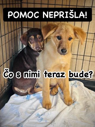 ❗️SITUÁCIA TOHTO ÚTULKU JE UŽ KRITICKÁ 😱❗️ ❌❌❌❌❌❌❌❌❌❌❌❌❌❌❌❌❌❌❌❌❌❌ SÚ NA DNES A POMOC SA IM NEVYZBIERALA ANI ZA TAKMER DVA...