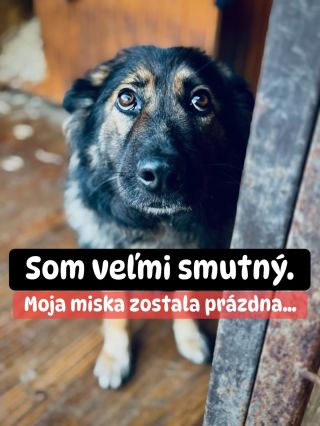 ❗️KRMIVO SA IM BOHUŽIAĽ NEVYZBIERALO 😭❗️ ❌❌❌❌❌❌❌❌❌❌❌❌❌❌❌❌❌❌❌❌❌❌ JE TO VEĽMI SMUTNÉ, ALE ANI TENTO ÚTULOK NEMÁ MISKY PLNÉ 🥺...