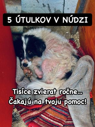 ❗️VIANOČNÁ VÝZVA AKÁ TU EŠTE NEBOLA 😱❗️ ❌❌❌❌❌❌❌❌❌❌❌❌❌❌❌❌❌❌❌❌❌❌ Aj tento rok tu máme veľkú vianočnú prosbu pre 5 útulkov na...