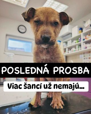 ❗️POSLEDNÁ PROSBA PRE TENTO ÚTULOK 😭❗️ ❌❌❌❌❌❌❌❌❌❌❌❌❌❌❌❌❌❌❌❌❌❌ TOTO JE POSLEDNÁ ŠANCA PRE ÚTULKÁČOV V ŠURANOCH❗️😱😱😱 Viac...