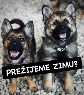 ❗️NA ZIMU ICH NESTÍHAME ZACHRÁNIŤ VŠETKÝCH 😭❗️ ❌❌❌❌❌❌❌❌❌❌❌❌❌❌❌❌❌❌❌❌❌❌ Útulok Hafkáči v Považskej má stále veľký...