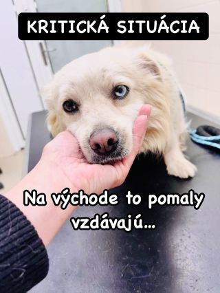 ❗️NAOZAJ NEDOSTANÚ ŽIADNU ŠANCU ❓🥺 ❌❌❌❌❌❌❌❌❌❌❌❌❌❌❌❌❌❌❌❌❌❌ NA VÝCHODE UŽ IDÚ Z POSLEDNÝCH SÍL❗️😱 Napriek tomu sme sa...