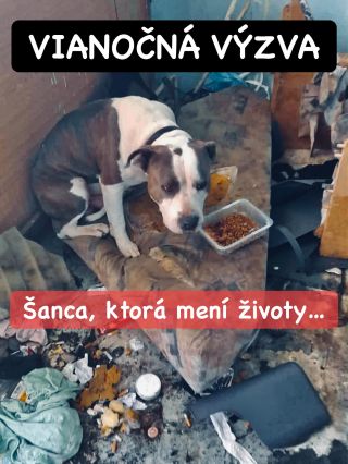 ❗️VIANOČNÁ VÝZVA AKÁ TU EŠTE NEBOLA 😱❗️ ❌❌❌❌❌❌❌❌❌❌❌❌❌❌❌❌❌❌❌❌❌❌ Aj tento rok tu máme veľkú vianočnú prosbu pre 5 útulkov na...