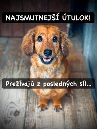 ❗️BUDÚ MUSIEŤ PRESTAŤ ZACHRAŇOVAŤ❓ 😭❗️ ❌❌❌❌❌❌❌❌❌❌❌❌❌❌❌❌❌❌❌❌❌❌ NAJSMUTNEJŠÍ ÚTULOK JE TENTOKRÁT V POVAŽSKEJ 😱😱😱 Denne majú...