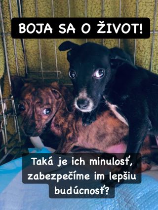 ❗️VIANOČNÁ VÝZVA AKÁ TU EŠTE NEBOLA 😱❗️ ❌❌❌❌❌❌❌❌❌❌❌❌❌❌❌❌❌❌❌❌❌❌ Aj tento rok tu máme veľkú vianočnú prosbu pre 5 útulkov na...