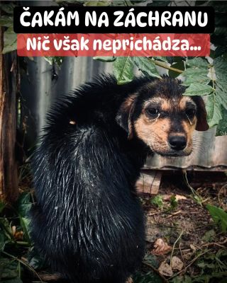 ❗️VIANOČNÁ POMOC PRE ÚTULKY OHROZENÁ 😱❗️ ❌❌❌❌❌❌❌❌❌❌❌❌❌❌❌❌❌❌❌❌❌❌ TENTO ROK ČAKÁ NA ZÁCHRANU 5 ÚTULKOV V AKÚTNEJ NÚDZI...