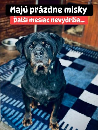 ❗️KRMIVO SA ANI ZA ŽIAĽ NEVYZBIERALO 😭❗️ ❌❌❌❌❌❌❌❌❌❌❌❌❌❌❌❌❌❌❌❌❌❌ JE TO VEĽMI SMUTNÉ, ALE ANI TENTO ÚTULOK NEMÁ MISKY PLNÉ 🥺...