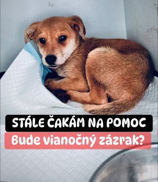 ❗️BUDÚ MAŤ ÚTULKY SMUTNÉ VIANOCE ❓😱😱😱 ❌❌❌❌❌❌❌❌❌❌❌❌❌❌❌❌❌❌❌❌❌❌ TENTO ROK ČAKÁ NA ZÁCHRANU 5 ÚTULKOV V AKÚTNEJ NÚDZI 😭❗️❗️❗️...