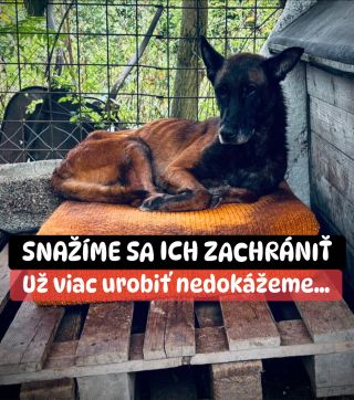 ❗️UŽ VIAC PRE NICH UROBIŤ NEDOKÁŽEME 😭❗️ ❌❌❌❌❌❌❌❌❌❌❌❌❌❌❌❌❌❌❌❌❌❌ VIAC AKO DVA MESIACE SA SNAŽÍME ICH ZACHRÁNIŤ 😱😱😱 Ani to...