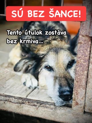 ❗️PSÍCI V TOMTO ÚTULKU SÚ BEZ ŠANCE 😭❗️ ❌❌❌❌❌❌❌❌❌❌❌❌❌❌❌❌❌❌❌❌❌❌ Útulkáči z Považskej Bystrice sú totálne v koncoch 😱...