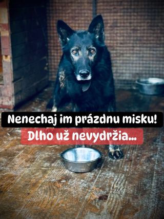 ❗️KRMIVO SA IM BOHUŽIAĽ NEVYZBIERALO 😭❗️ ❌❌❌❌❌❌❌❌❌❌❌❌❌❌❌❌❌❌❌❌❌❌ JE TO VEĽMI SMUTNÉ, ALE ANI TENTO ÚTULOK NEMÁ MISKY PLNÉ 🥺...