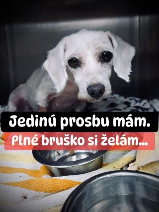 ❗️VIANOČNÁ POMOC PRE ÚTULKY OHROZENÁ 😱❗️ ❌❌❌❌❌❌❌❌❌❌❌❌❌❌❌❌❌❌❌❌❌❌ TENTO ROK ČAKÁ NA ZÁCHRANU 5 ÚTULKOV V AKÚTNEJ NÚDZI...