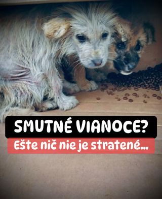 ❗️BUDÚ MAŤ ÚTULKY SMUTNÉ VIANOCE ❓😱😱😱 ❌❌❌❌❌❌❌❌❌❌❌❌❌❌❌❌❌❌❌❌❌❌ TENTO ROK ČAKÁ NA ZÁCHRANU 5 ÚTULKOV V AKÚTNEJ NÚDZI 😭❗️❗️❗️...