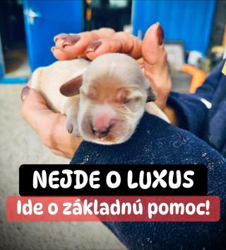 ❗️AJ TENTO ÚTULOK POTREBUJE NAŠU POMOC 😱❗️ ❌❌❌❌❌❌❌❌❌❌❌❌❌❌❌❌❌❌❌❌❌❌ AJ TU UŽ DLHO ČAKAJÚ NA SVOJU ŠANCU 🙏🏻❗️ Takto pár dní...