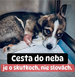 ❗️POSLEDNÁ DNI DO VIANOC, BUDÚ BEZ POMOCI❓ ❌❌❌❌❌❌❌❌❌❌❌❌❌❌❌❌❌❌❌❌❌❌ AJ TENTO ROK ČAKÁ NA ZÁCHRANU 5 ÚTULKOV V AKÚTNEJ NÚDZI...