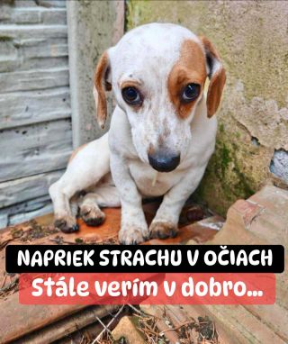 ❗️ÚTULKY STÁLE ČAKAJÚ NA SVOJ ZÁZRAK 🥺❗️ ❌❌❌❌❌❌❌❌❌❌❌❌❌❌❌❌❌❌❌❌❌❌ AJ TENTO ROK ČAKÁ NA ZÁCHRANU 5 ÚTULKOV V AKÚTNEJ NÚDZI...