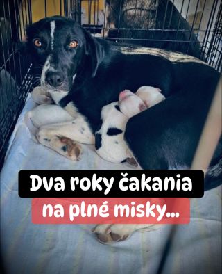 ❗️AJ TENTO ÚTULOK POTREBUJE NAŠU POMOC 😱❗️ ❌❌❌❌❌❌❌❌❌❌❌❌❌❌❌❌❌❌❌❌❌❌ AJ TU UŽ DLHO ČAKAJÚ NA SVOJU ŠANCU 🙏🏻❗️ Pár dní pred...