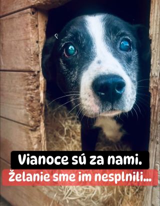 ❗️ÚTULKY STÁLE ČAKAJÚ NA SVOJ ZÁZRAK 🥺❗️ ❌❌❌❌❌❌❌❌❌❌❌❌❌❌❌❌❌❌❌❌❌❌ AJ TENTO ROK ČAKÁ NA ZÁCHRANU 5 ÚTULKOV V AKÚTNEJ NÚDZI...