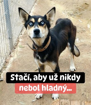 ❗️SEM SA POMOC NEDOSTALA 4 ROKY 😱😱😱❗️ ❌❌❌❌❌❌❌❌❌❌❌❌❌❌❌❌❌❌❌❌❌❌ PRIATELIA PRÚSER - do tohto útulku pomoc neprišla už skoro 4...