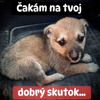 ❗️ÚTULKY STÁLE ČAKAJÚ NA SVOJ ZÁZRAK 🥺❗️ ❌❌❌❌❌❌❌❌❌❌❌❌❌❌❌❌❌❌❌❌❌❌ AJ TENTO ROK ČAKÁ NA ZÁCHRANU 5 ÚTULKOV V AKÚTNEJ NÚDZI...